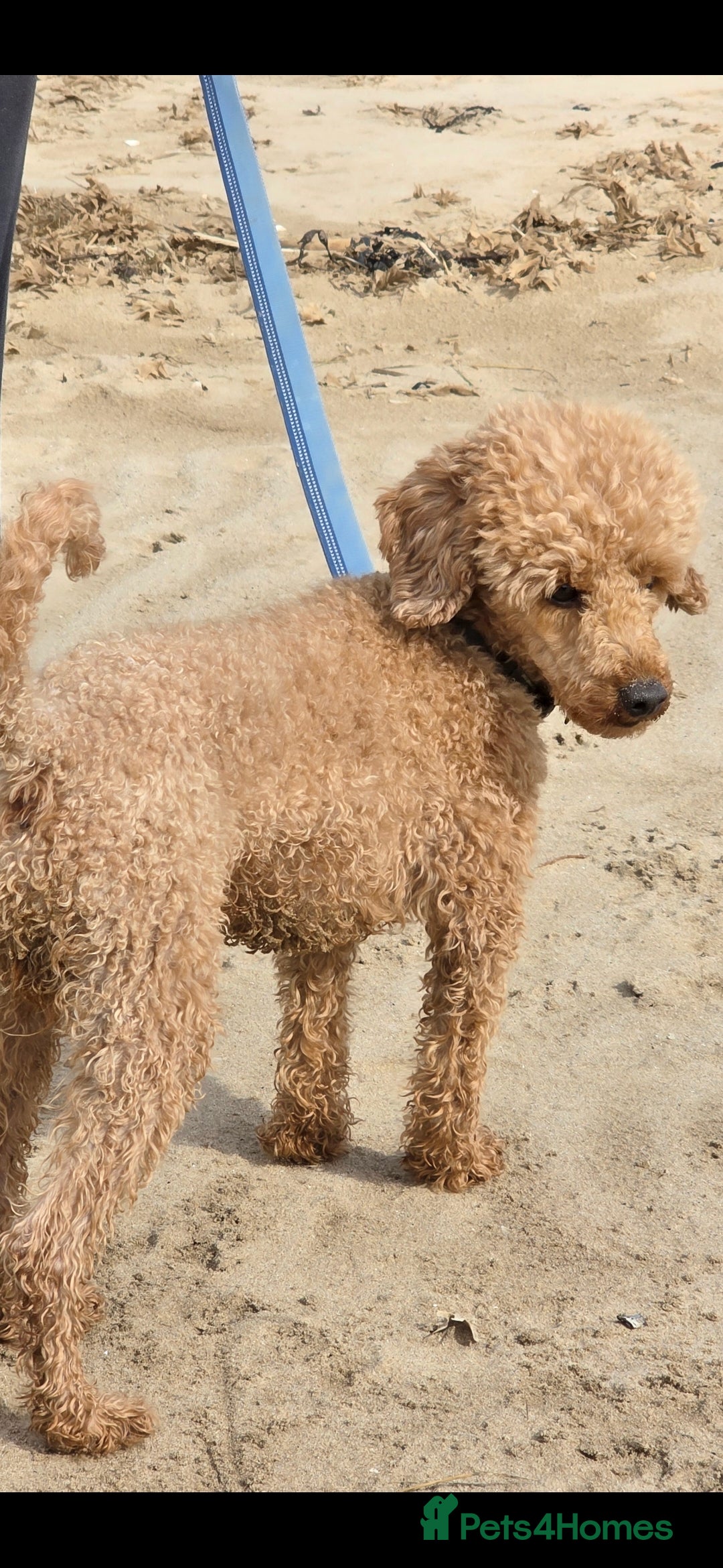Toy Poodle dogs for stud: For stud toy poodle £125 - Image 6