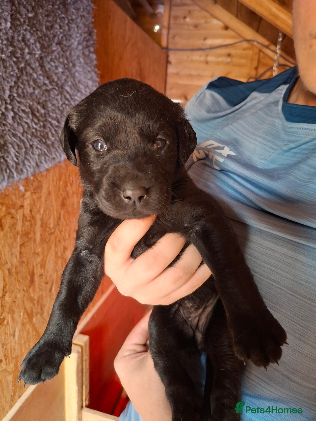 Labrador Retriever dogs for sale:  Labrador Pups (Health Tested) - Image 14