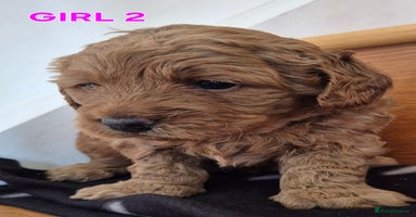 Mini Goldendoodle dogs - Advert 1