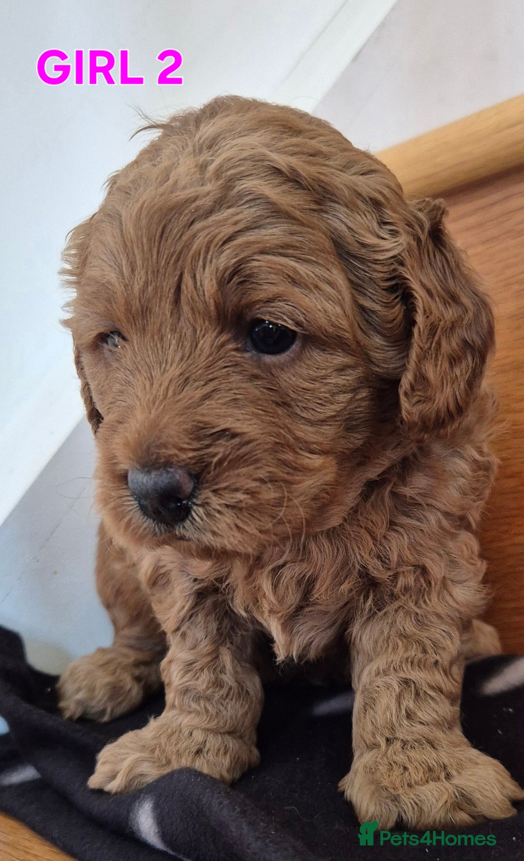 Mini Goldendoodle dogs for sale: F1b Red Miniature Goldendoodles tested parents - Image 3