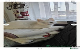 Turkish Angora cats for sale: Loki  - Image 3