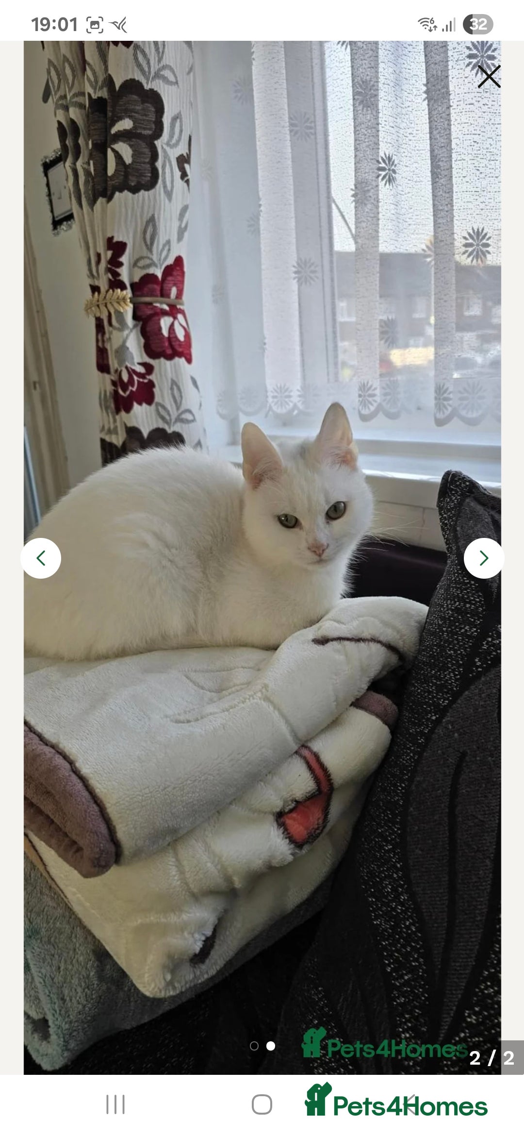 Turkish Angora cats for sale: Loki  - Image 3