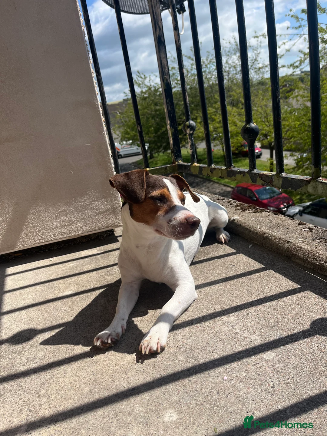 Jack Russell dogs for stud: Bruno for stud  - Advert 6