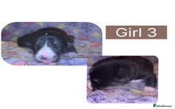 Mixed Breed dogs for sale: Shepsky cross Puppies  - Image 7