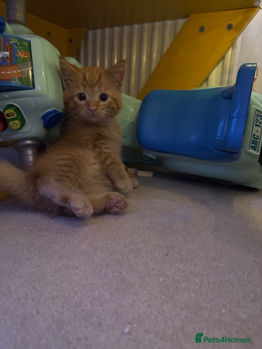 Domestic Shorthair cats for sale: Ginger Kittens - Advert 4