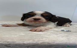 Cavalier King Charles Spaniel dogs for sale: BOYS chocolate cavaliers 🐶🍫 - Image 2