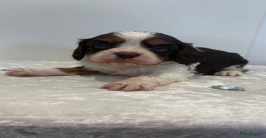 Cavalier King Charles Spaniel dogs - Advert 5