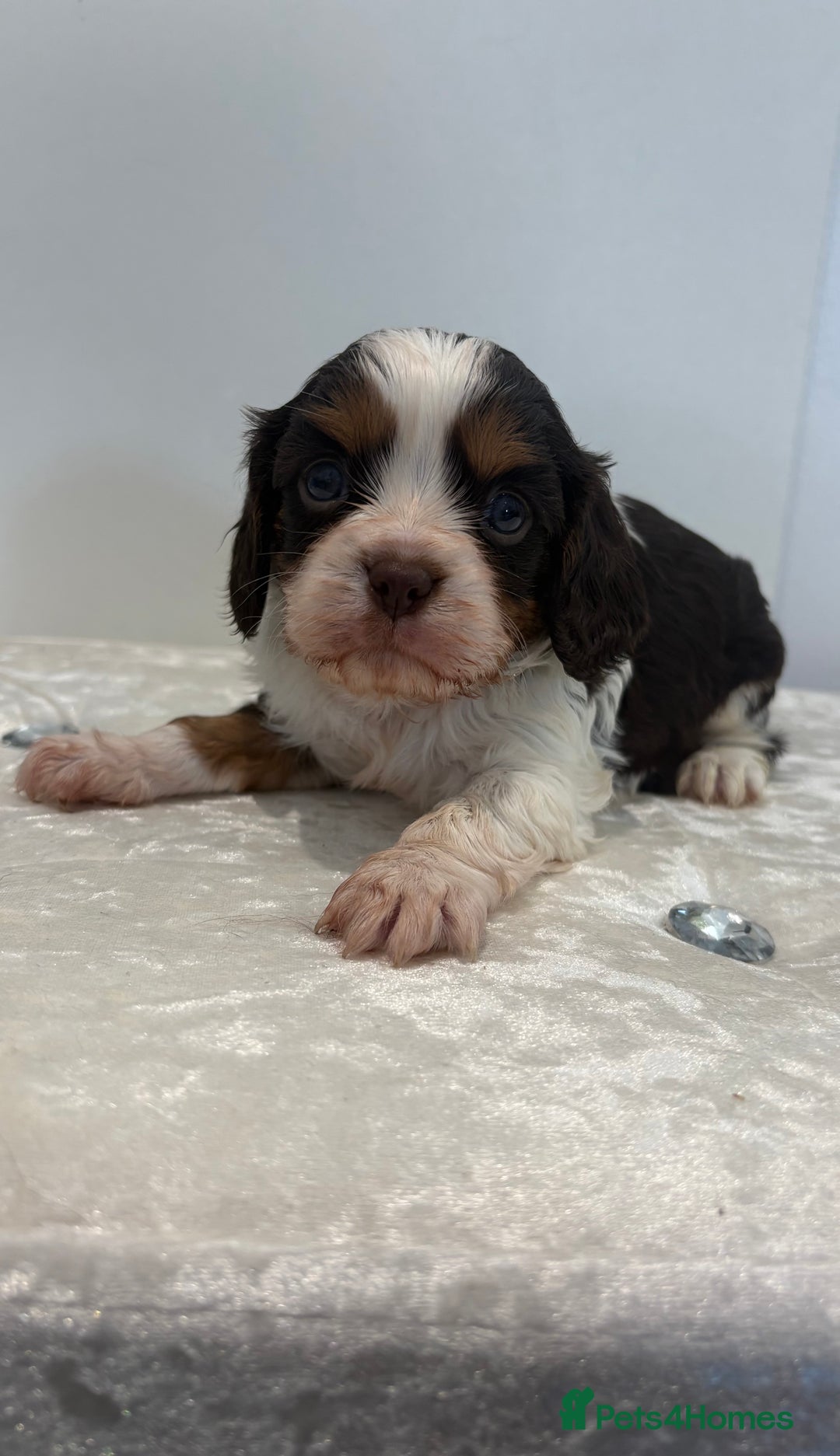 Cavalier King Charles Spaniel dogs for sale: BOYS chocolate cavaliers 🐶🍫 - Image 2