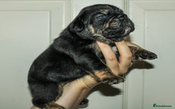Olde English Bulldogge dogs for sale: Olde English Bulldog puppies - Image 26