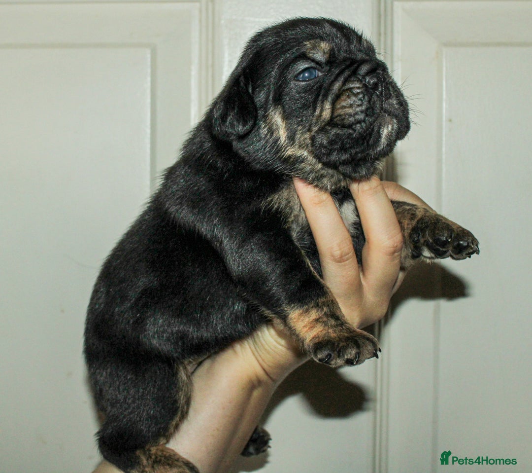 Olde English Bulldogge dogs for sale: Olde English Bulldog puppies - Image 26