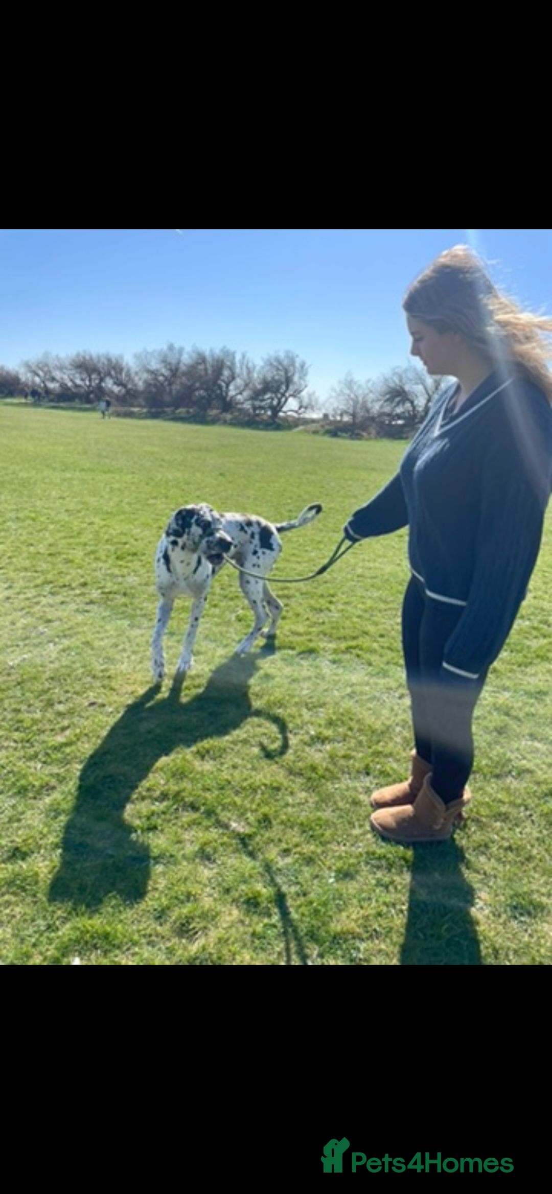 Great Dane dogs for sale: Great dane - Advert 1