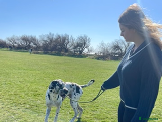 Great Dane dogs Great dane - Advert 1