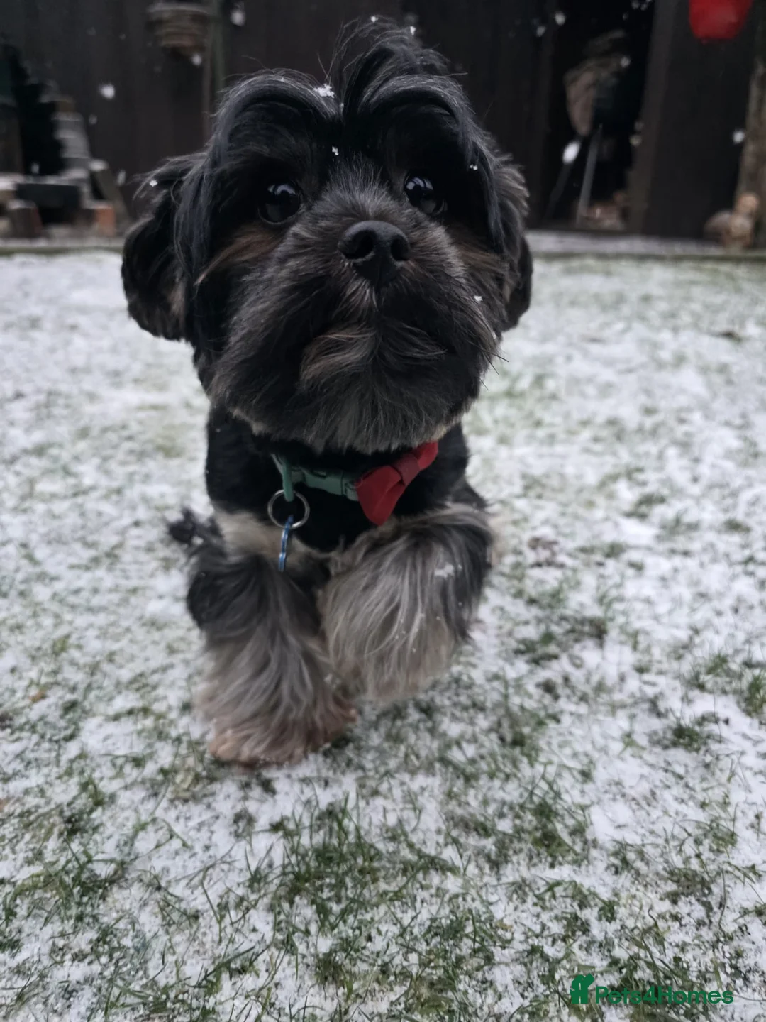 Yorkshire Terrier dogs for stud: Yorkshire terrier briewer  - Advert 1