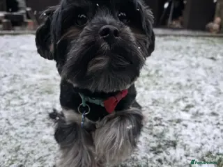 Yorkshire Terrier dogs Yorkshire terrier briewer - Advert 1