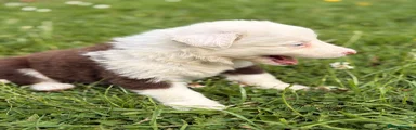 Border Collie 2