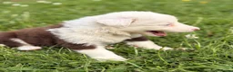 Border Collie dogs for sale: BEAUTIFUL BC PUPS, HEALTH TESTED CLEAR PARENTS  - Advert 30