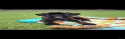 Boxer dogs for sale: Amazing bobtail/ tailed boxer puppy - Advert 20