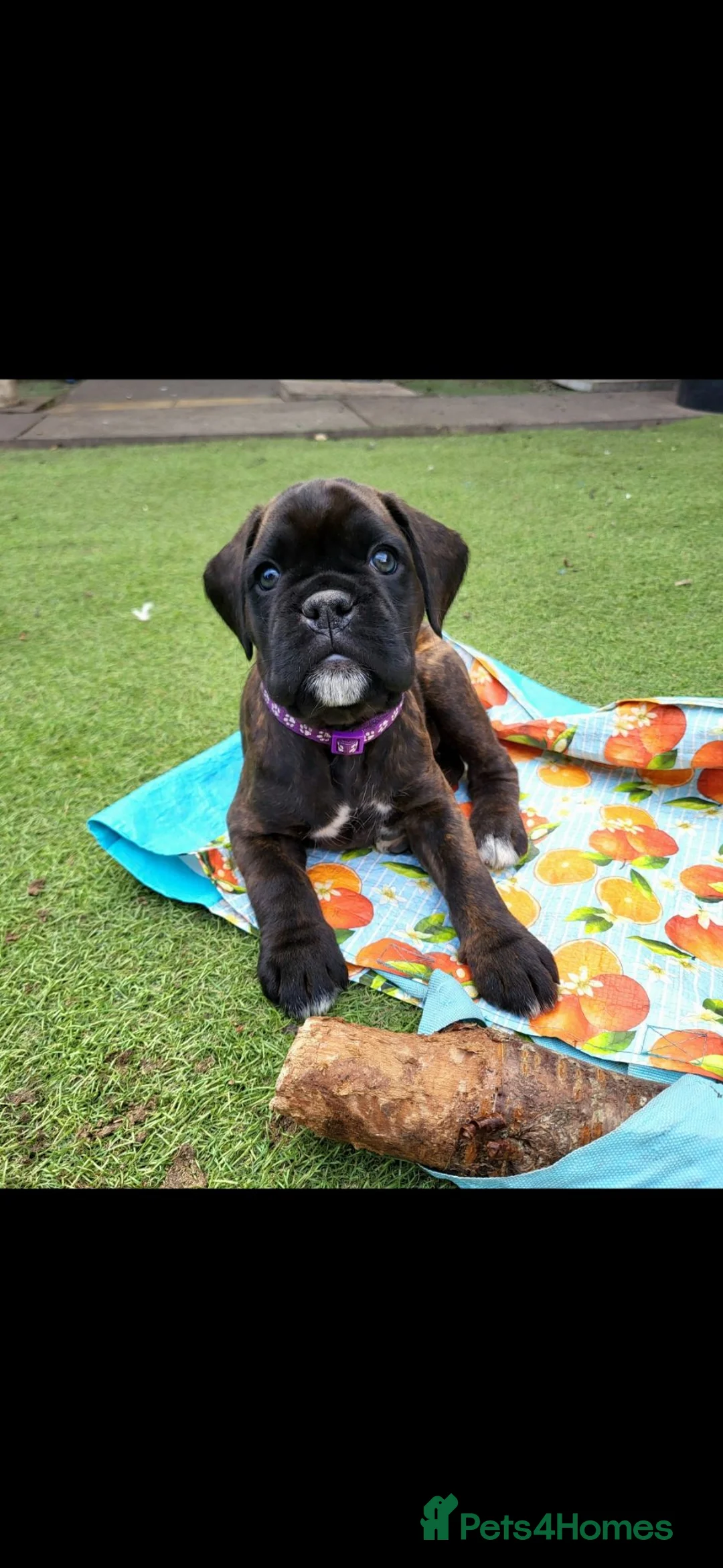 Boxer dogs for sale: Amazing bobtail/ tailed boxer puppy - Advert 20