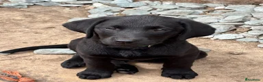 Labrador Retriever light green collar 