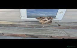 Miniature Dachshund dogs for stud: MIniture Dachshund Stud - Image 3