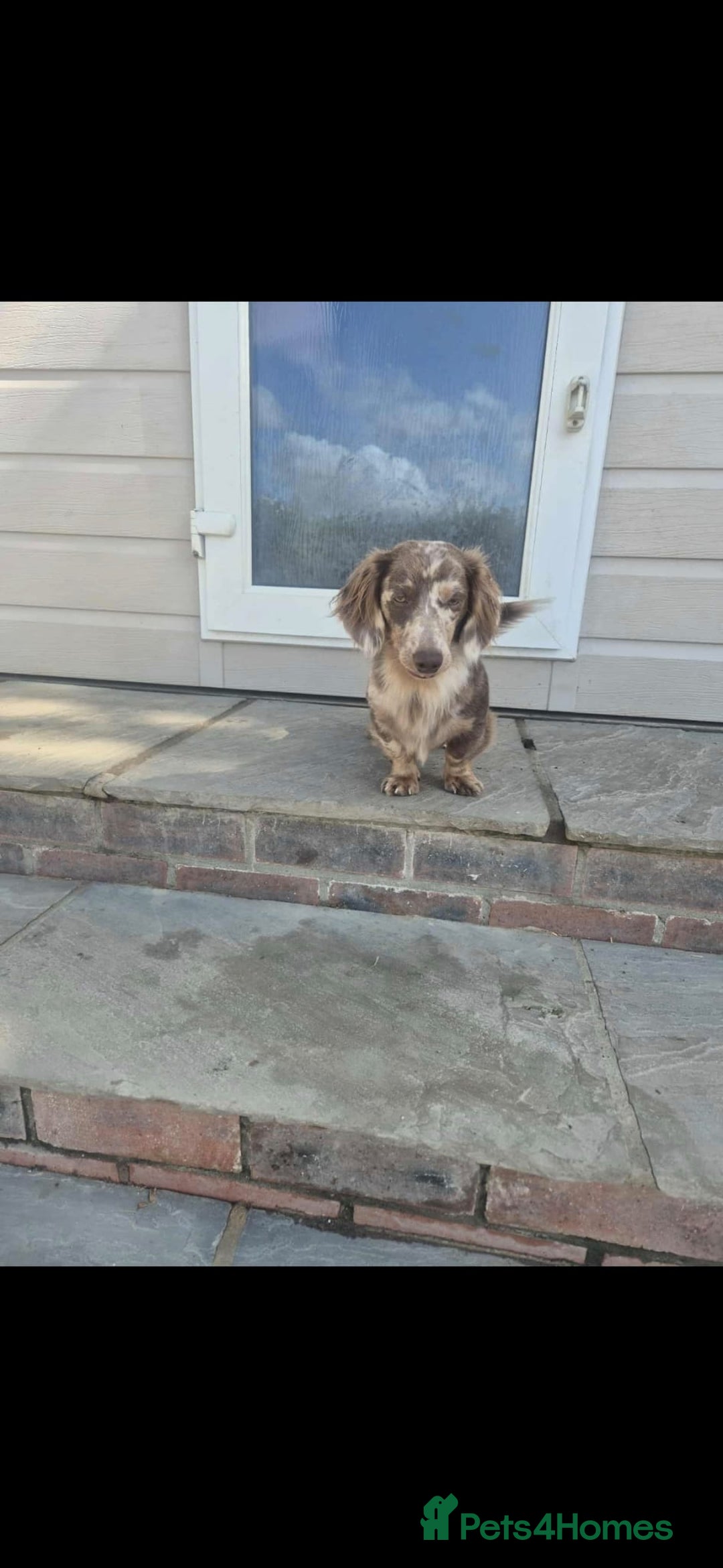 Miniature Dachshund dogs for stud: MIniture Dachshund Stud - Image 3