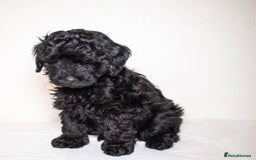 Mixed Breed dogs for sale: Havapoo. F1. Super healthy. - Image 4