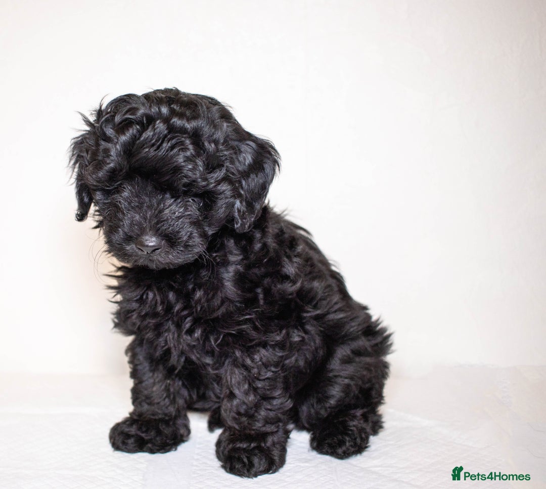 Mixed Breed dogs for sale: Havapoo. F1. Super healthy. - Image 4