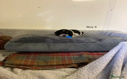 Cockalier dogs for sale: Cockalier  - Image 13