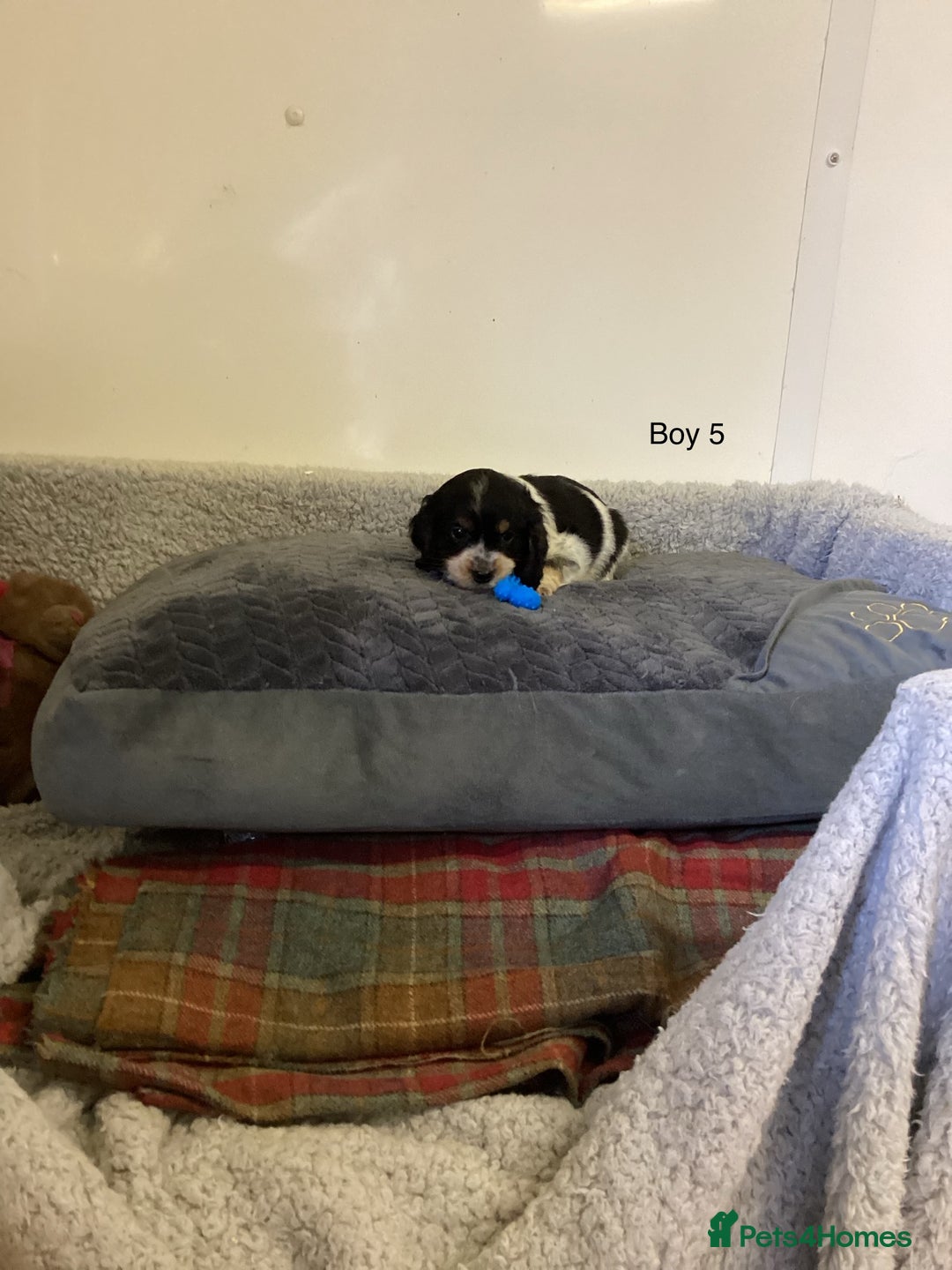 Cockalier dogs for sale: Cockalier  - Image 13