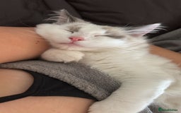 Ragdoll cats for sale: Ragdoll - Image 3