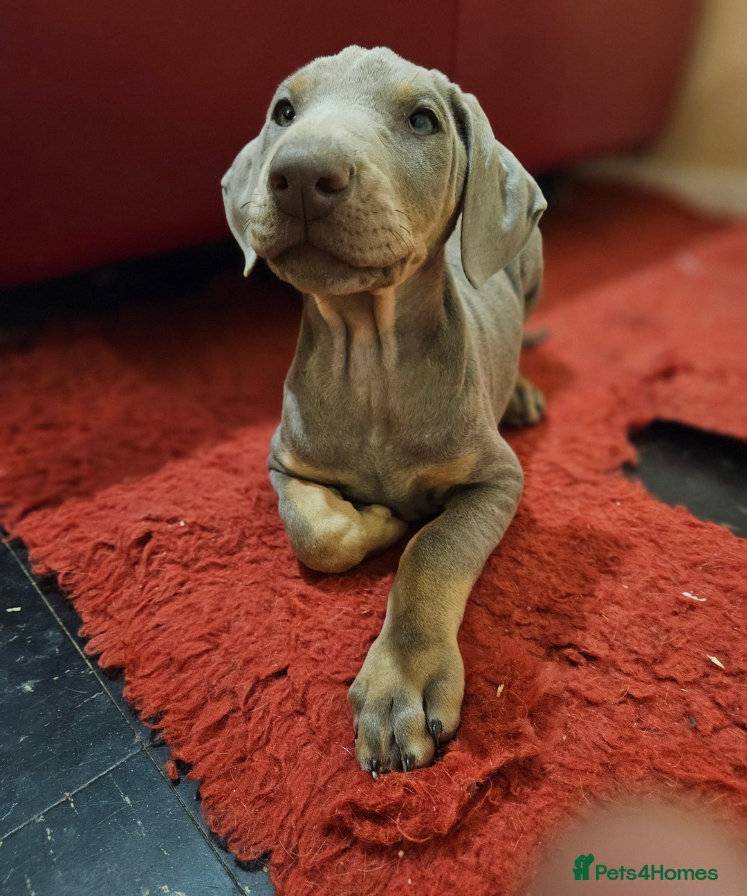 Dobermann dogs for sale: Stunning Female Ready for Lifelong Home  - Advert 2