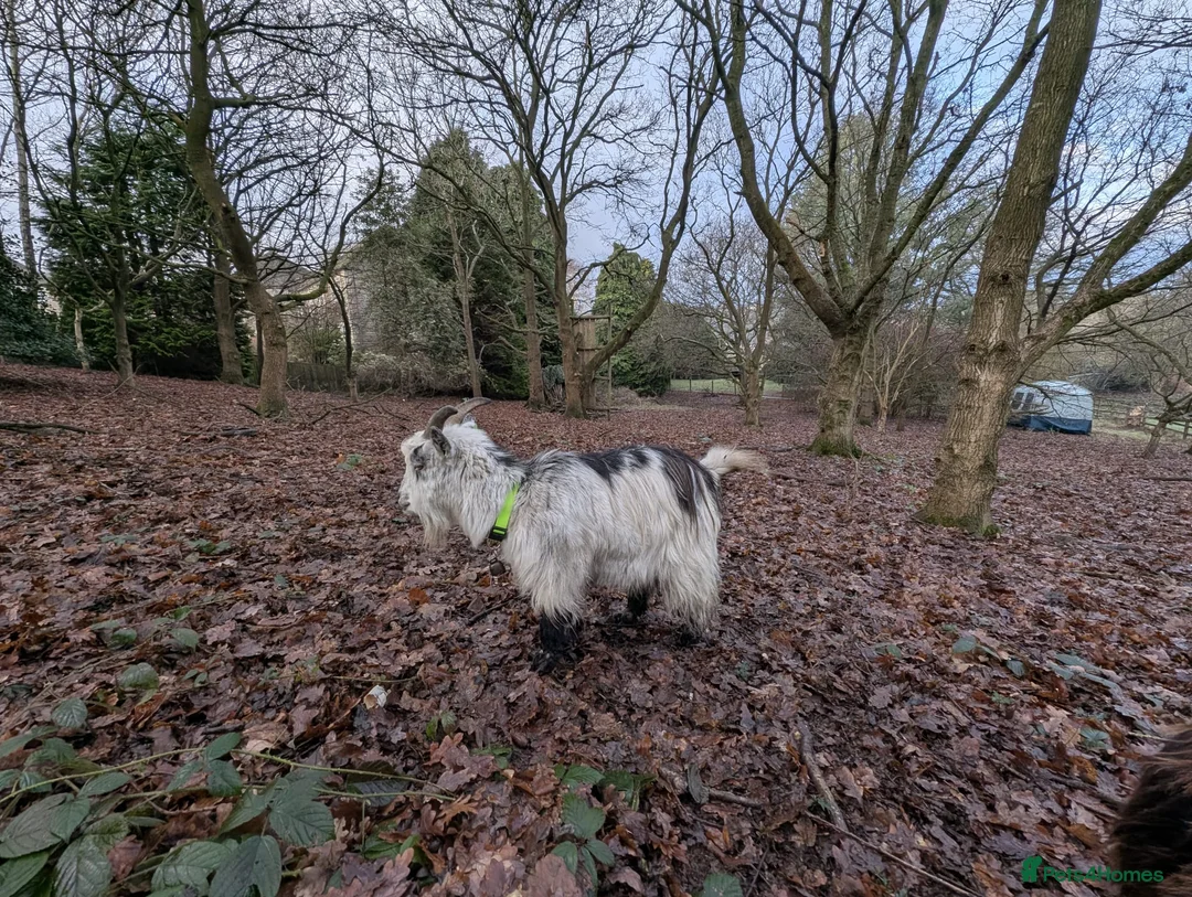 Goats livestock for sale: Pigmy Goats - Advert 2