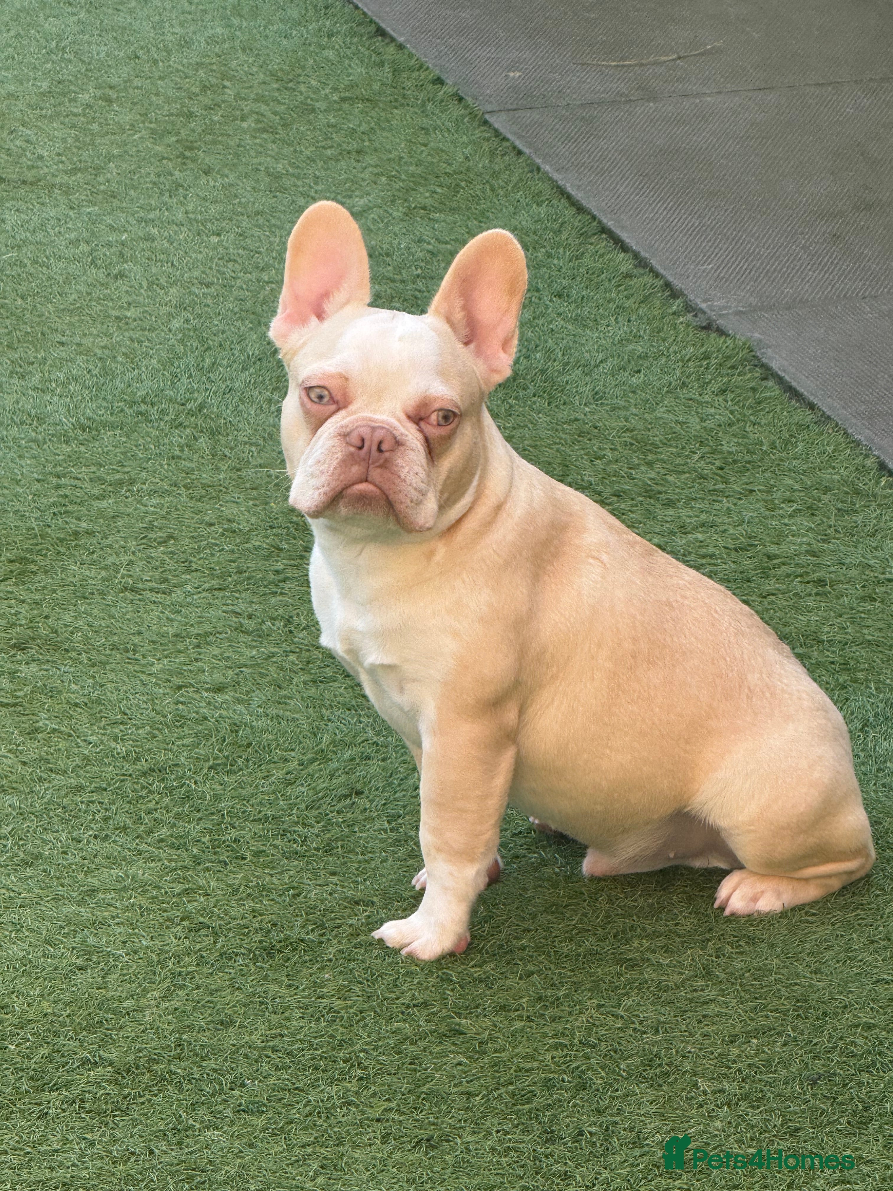 French Bulldog dogs Hikema X Cheeko (French bulldogs) - Advert 18