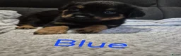 Rottweiler dogs for sale: Rottweiler Puppies Looking for Their Forever Homes - Advert 32