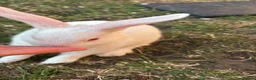 Lionhead rabbits for sale: Double mane lionhead  - Advert 2