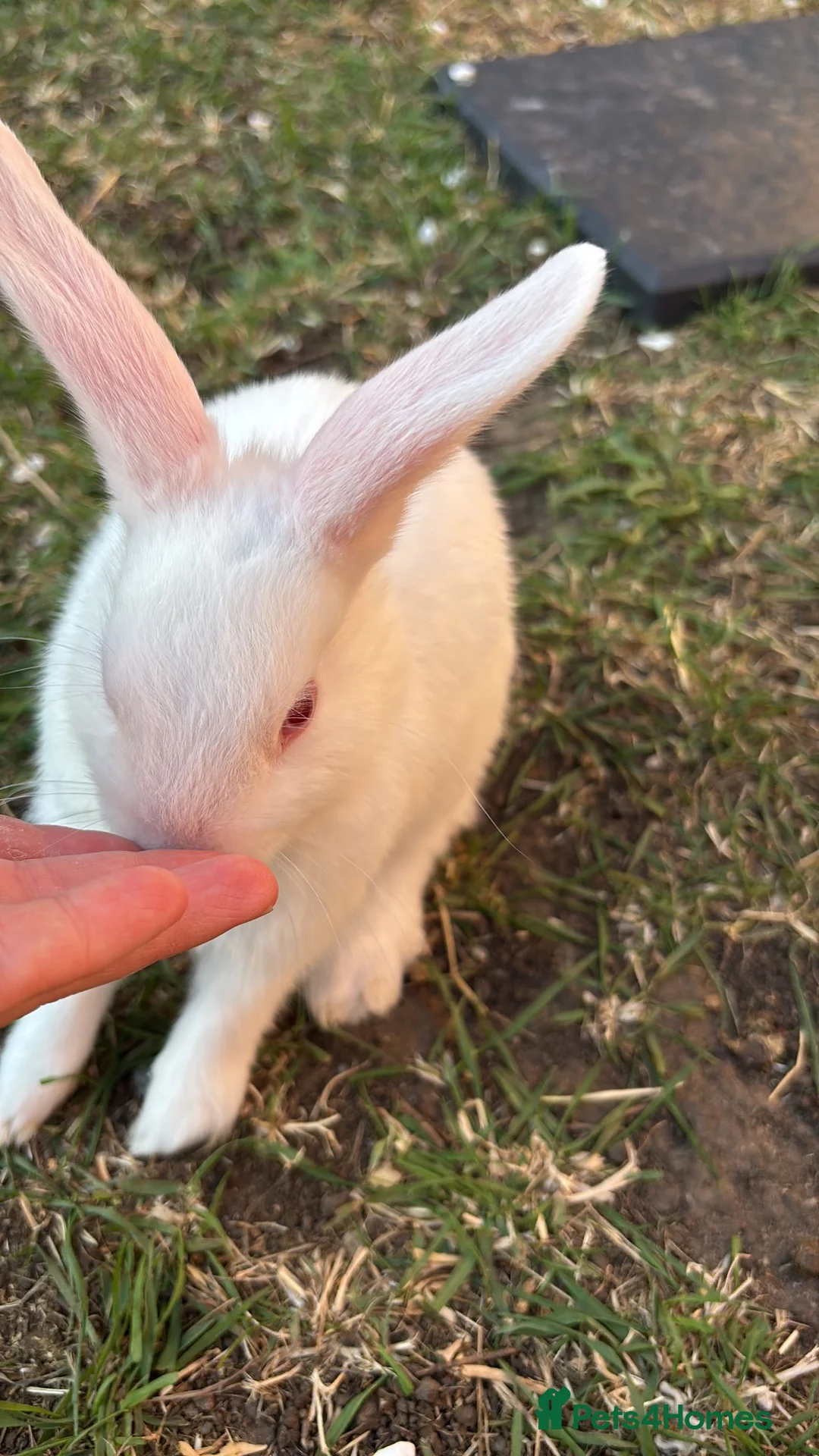 Lionhead rabbits for sale: Double mane lionhead  - Advert 2