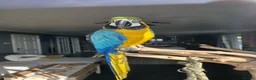 Macaws birds for sale: BLUE & GOLD MACAW, 2 YEARS OLD, COMPLETE SETUP in Maryport - Advert 2