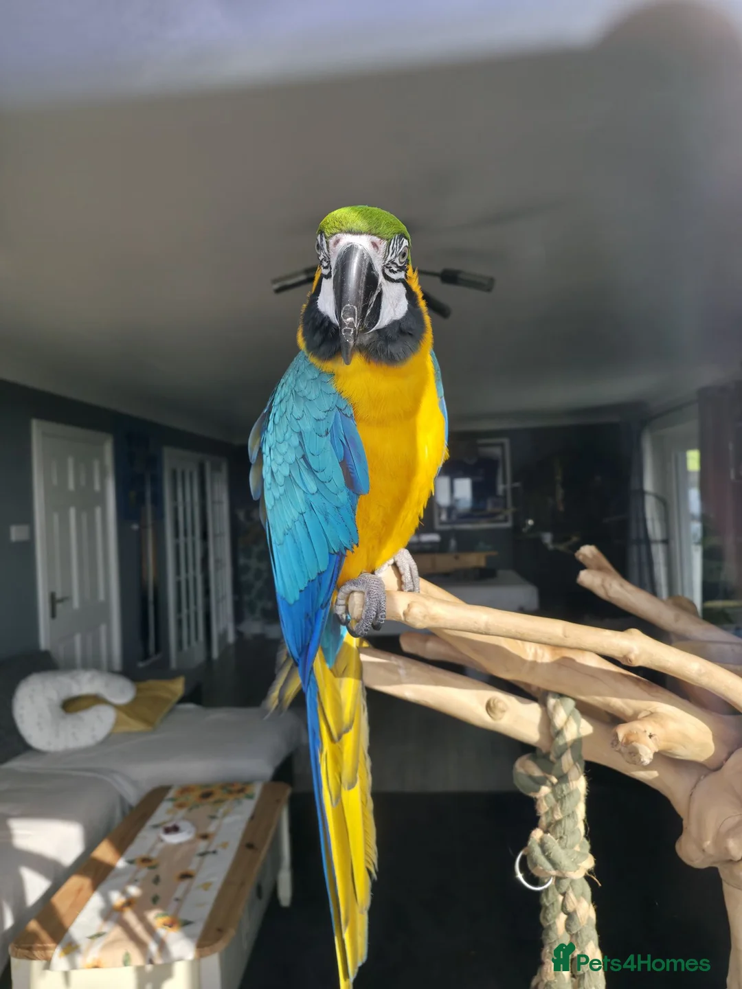 Macaws birds for sale: BLUE & GOLD MACAW, 2 YEARS OLD, COMPLETE SETUP in Maryport - Advert 2