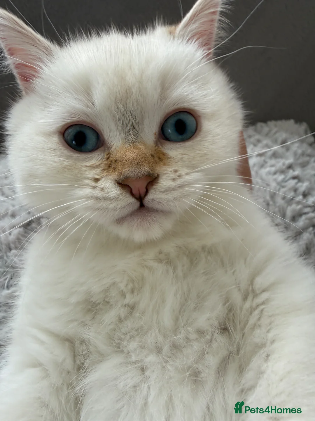 British Shorthair cats for sale: 5 gorgeous British short hair with blue eyes  - Advert 1