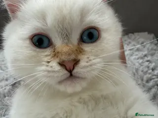 British Shorthair cats 5 gorgeous British short hair with blue eyes - Advert 17