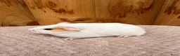 Guinea Pig rodents for sale: Beautiful baby boars  - Advert 2