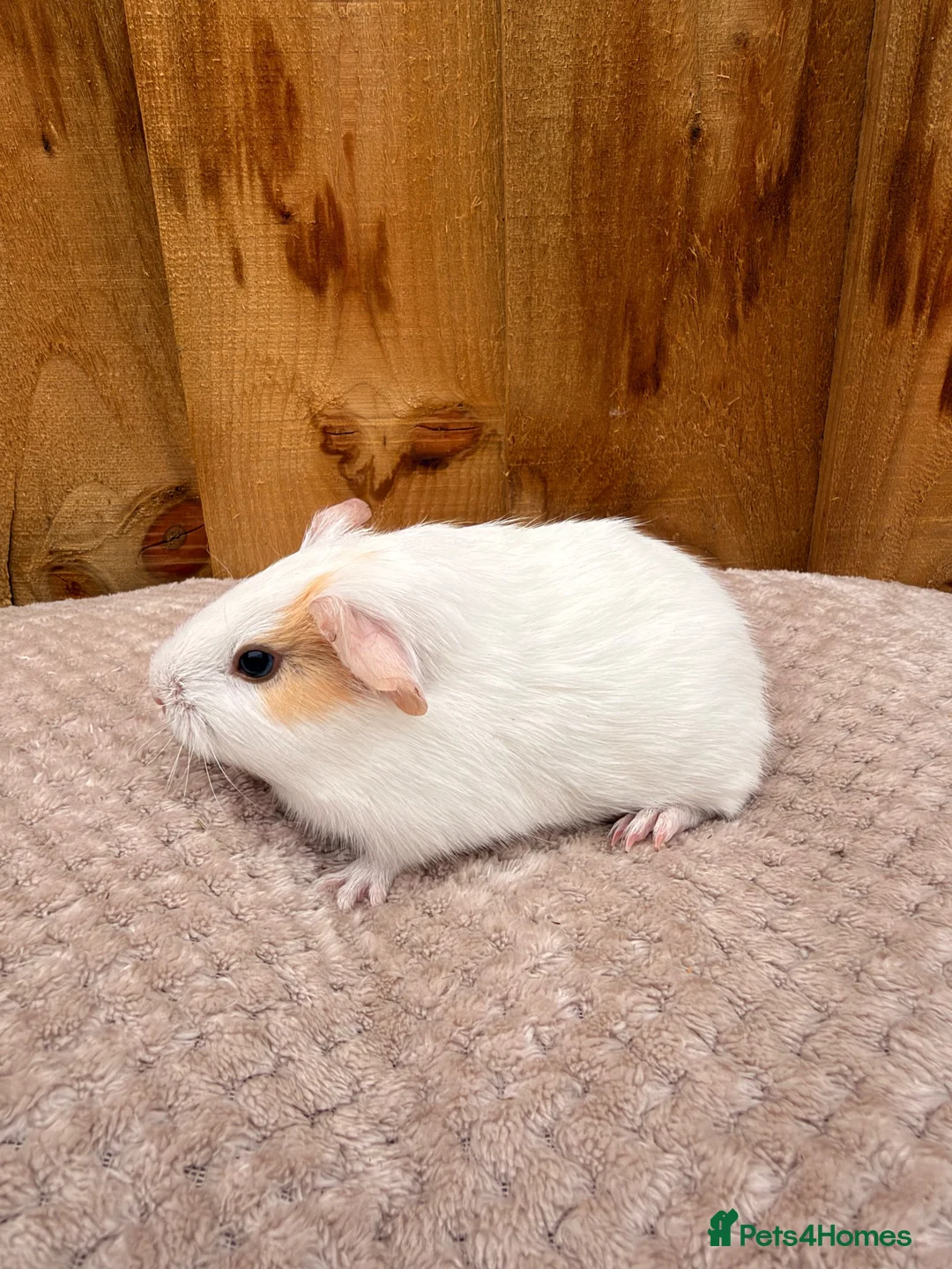 Guinea Pig rodents for sale: Beautiful baby boars  - Advert 2