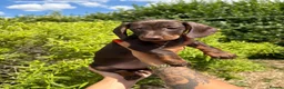 Miniature Dachshund dogs for sale: Beautiful Miniature daschunds  - Advert 6