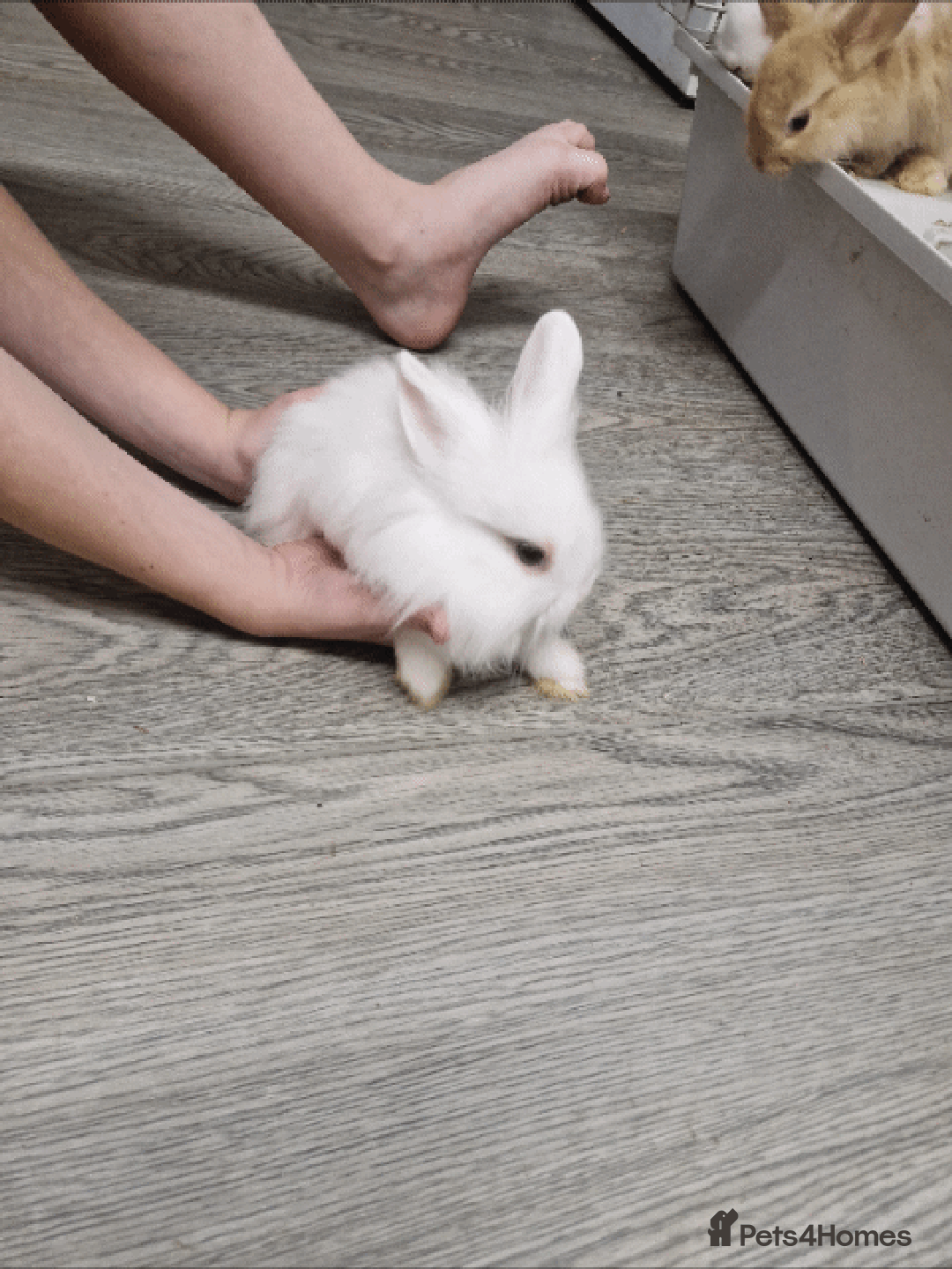 Mini Lion Lop rabbits for sale: Baby rabbits  - Advert 2