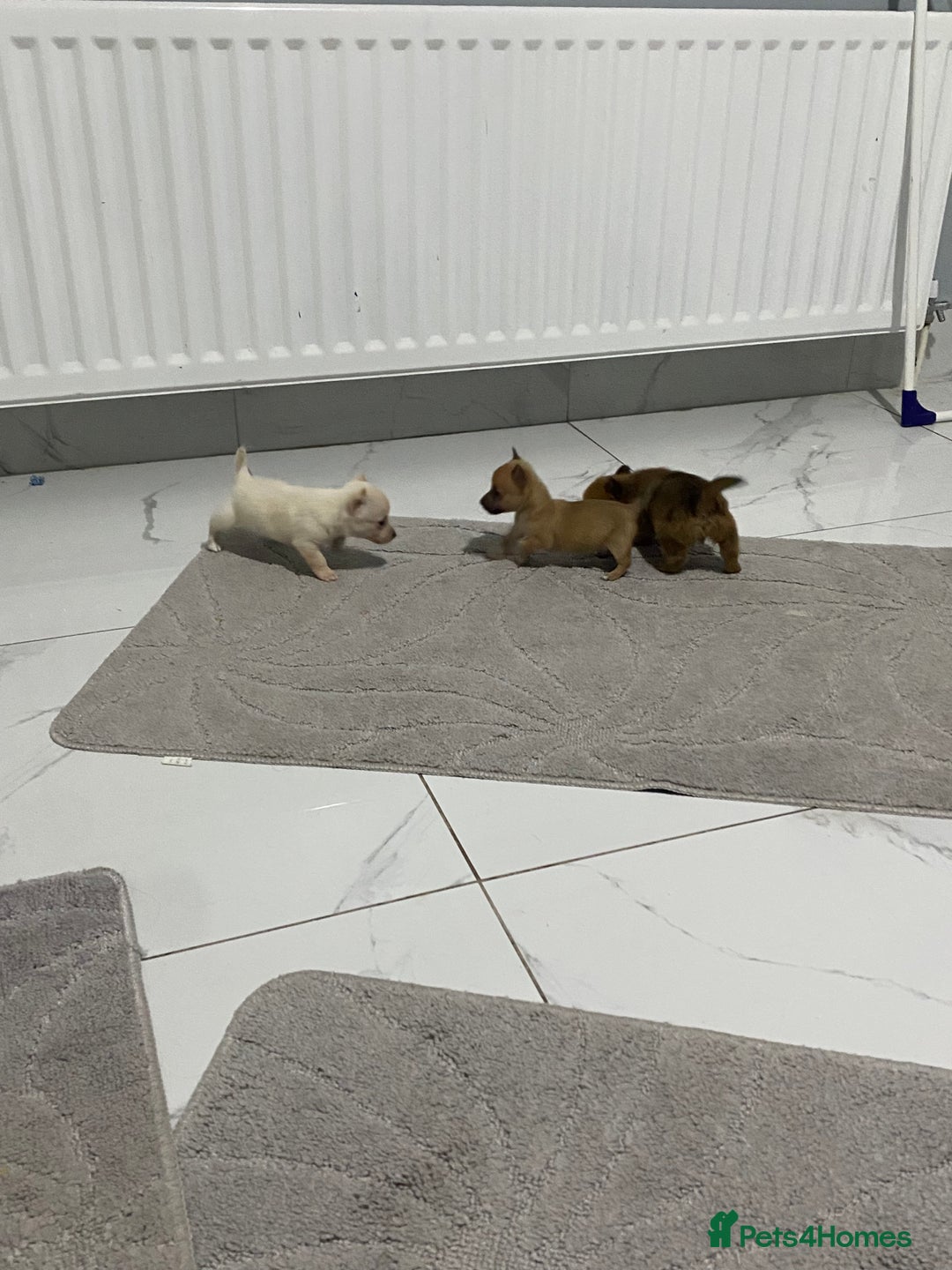 Chihuahua dogs for sale: 3 beautiful chihuahua puppies  - Advert 8