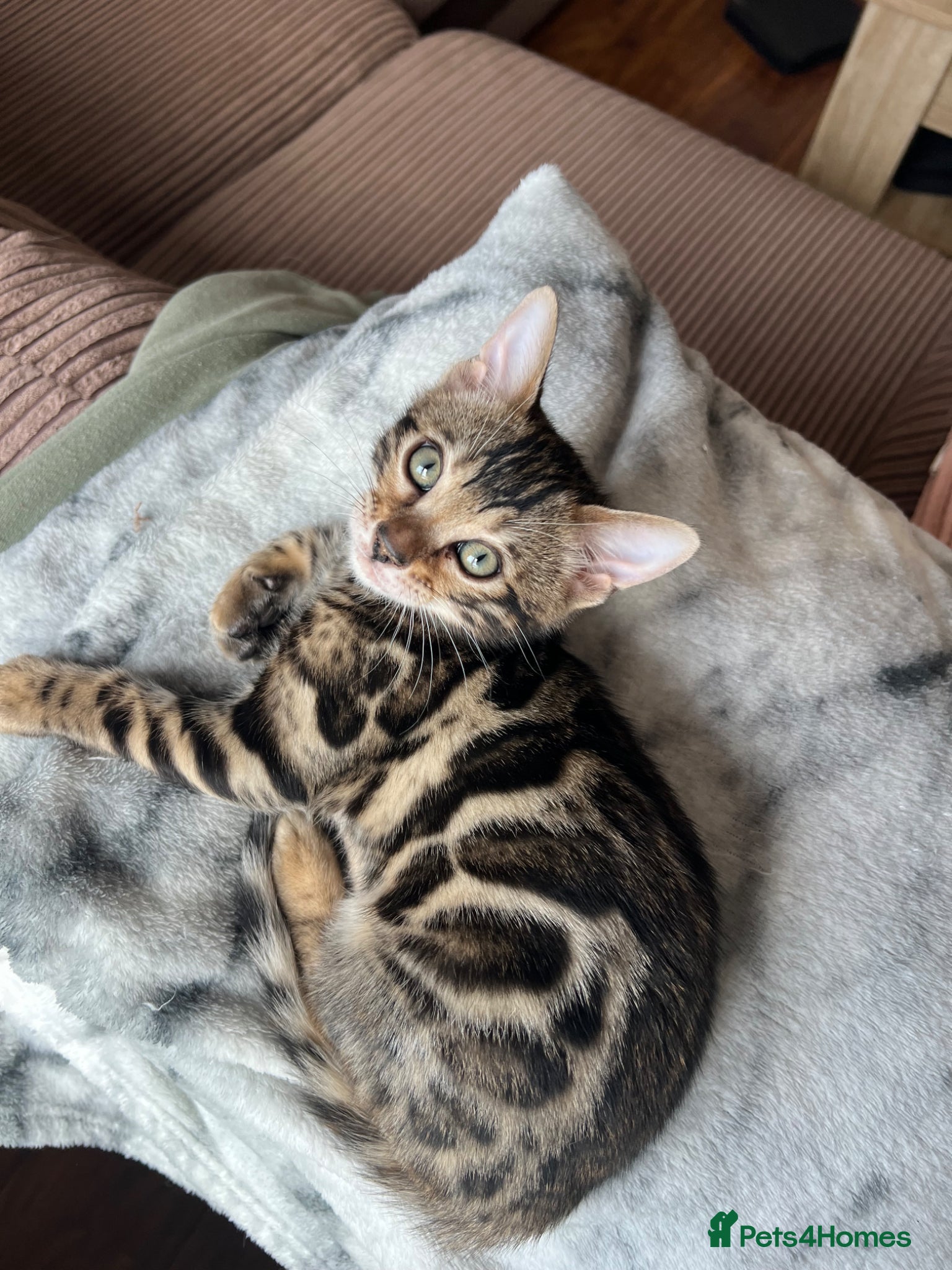 Bengal cats Bengal kittens  - Advert 3