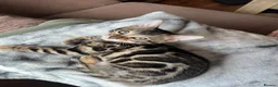 Bengal cats for sale: Bengal kittens  - Advert 4