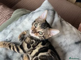 Bengal cats Bengal kittens - Advert 3