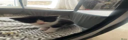 Domestic Shorthair cats for sale: Adorable tux kittens! - Advert 6