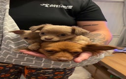 Chihuahua dogs for sale: One of a kind ChiPin Puppies - Image 18
